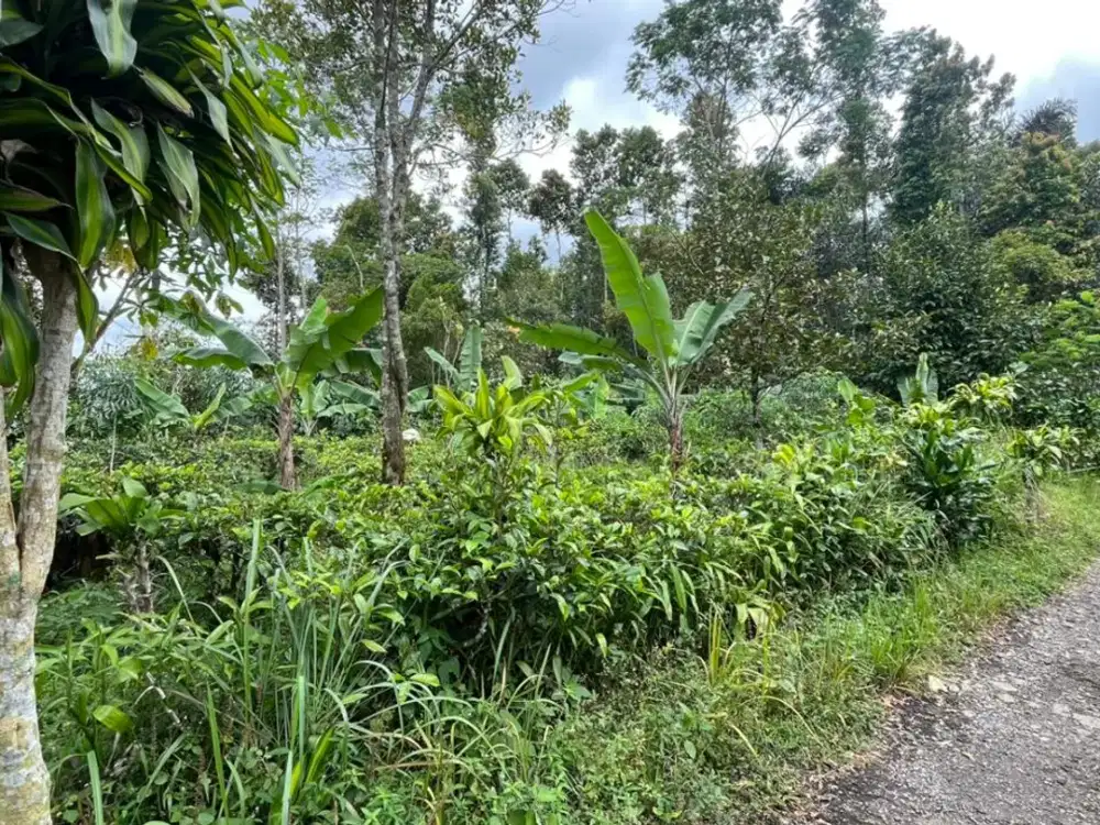 Dijual Murah Tanah Akses Mobil Cocok Peternakan di Bojong Purwakarta