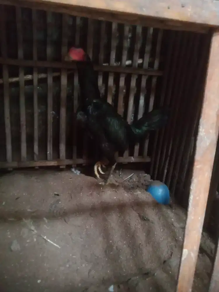 Ayam betina pakhoy pukul ko mantap Vidio ada jos