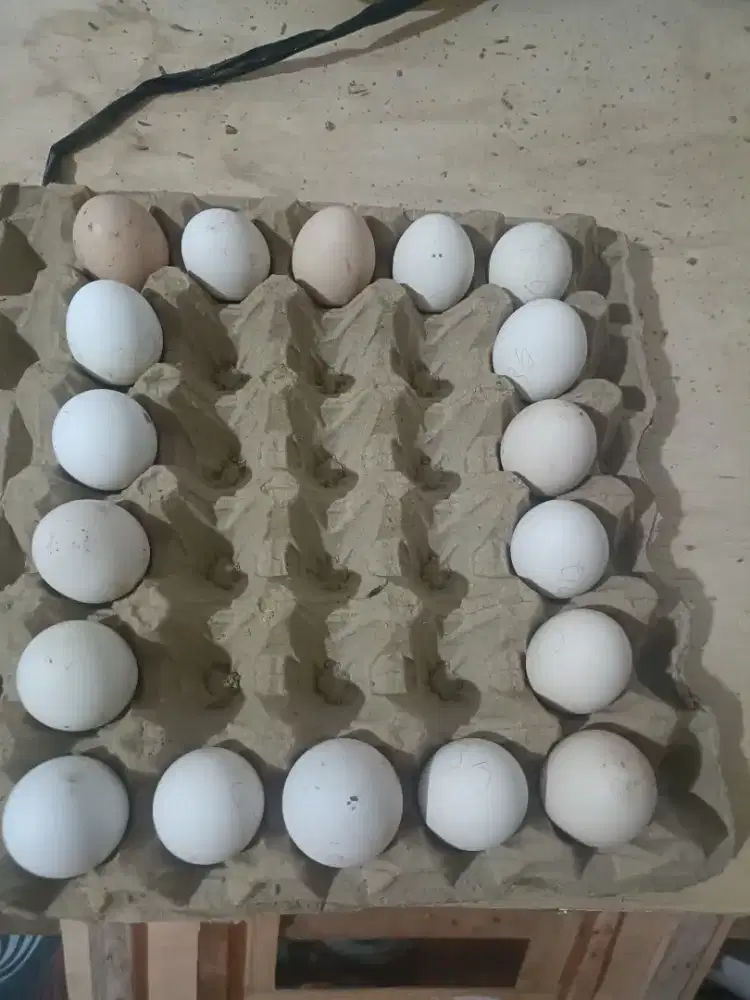 Telur Fertil Ayam Elba dan AKY