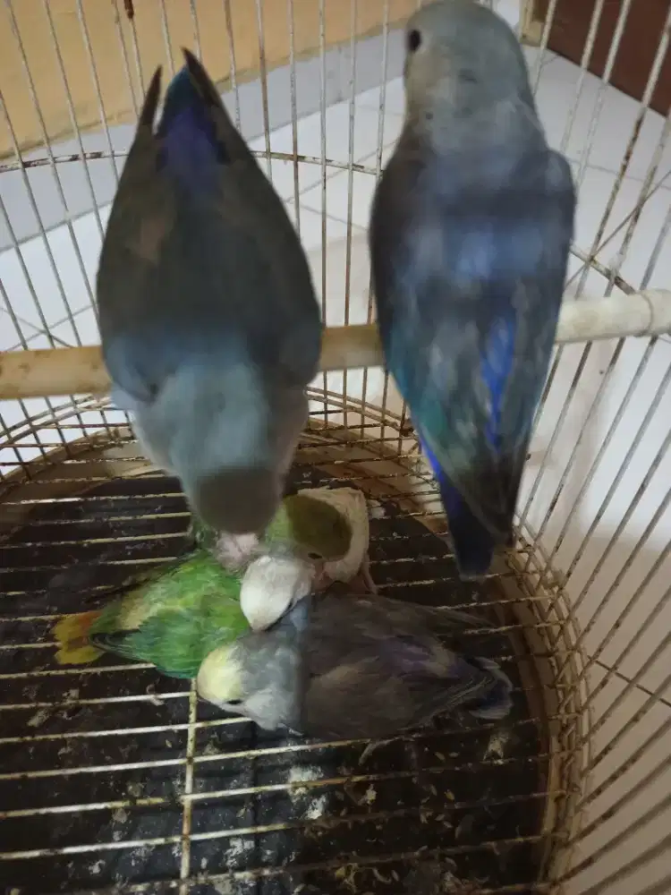 Lolohan lovebird nonklep