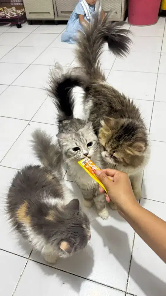 Persia peaknose lepas adobt