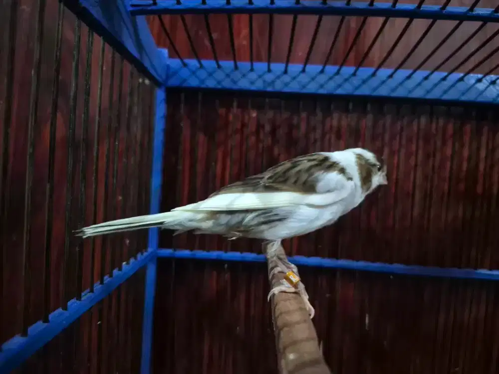 Kenari AF Paud ( Panda )