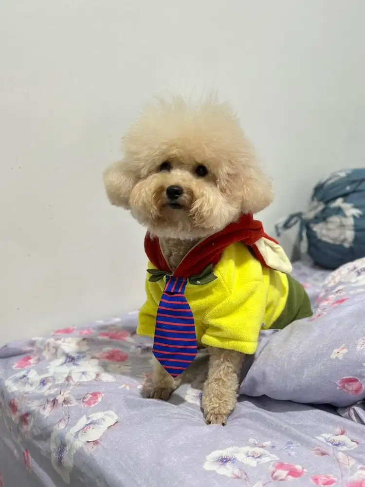 DIBUTUHKAN ART/KENNEL GIRL MENGINAP