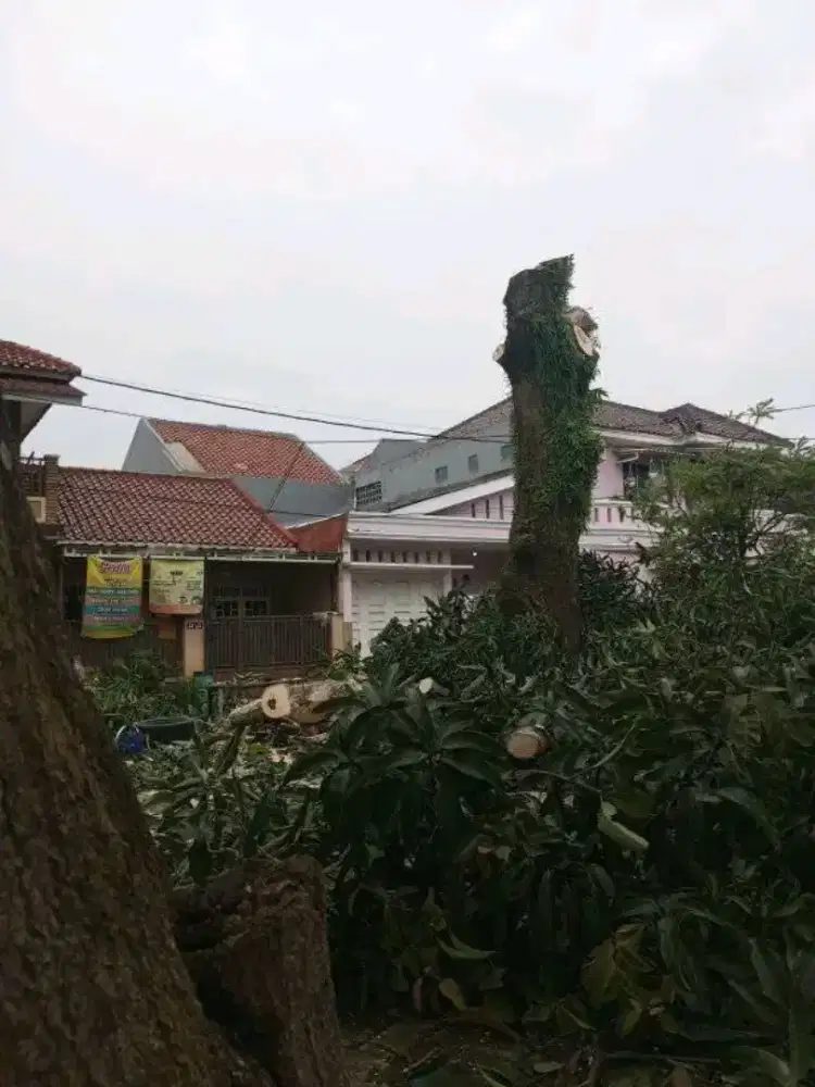 Jasa Tebang Pohon Profesional