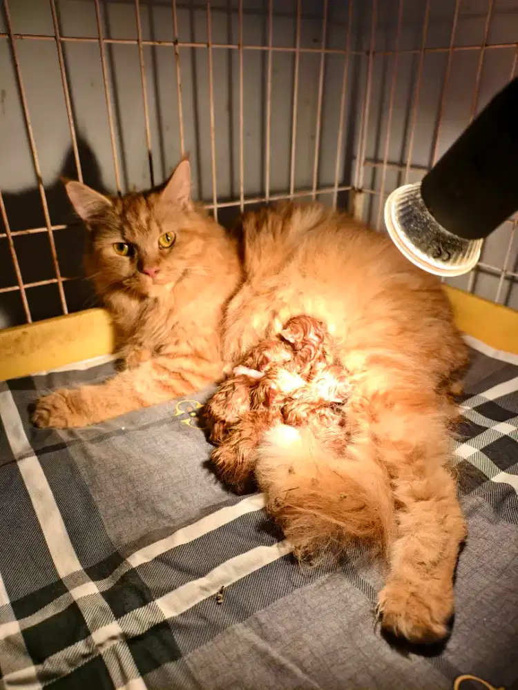 Kucing mix mainecoon & 5 anak nya