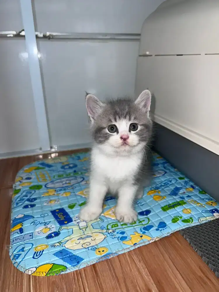 Kucing Scottish, British Shorthair