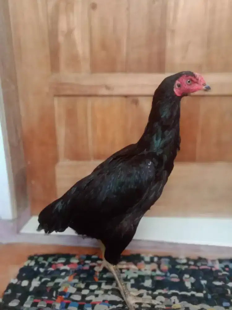 Ayam asell mianwali ORI dari Pakistanmantap murah saja kosongkan