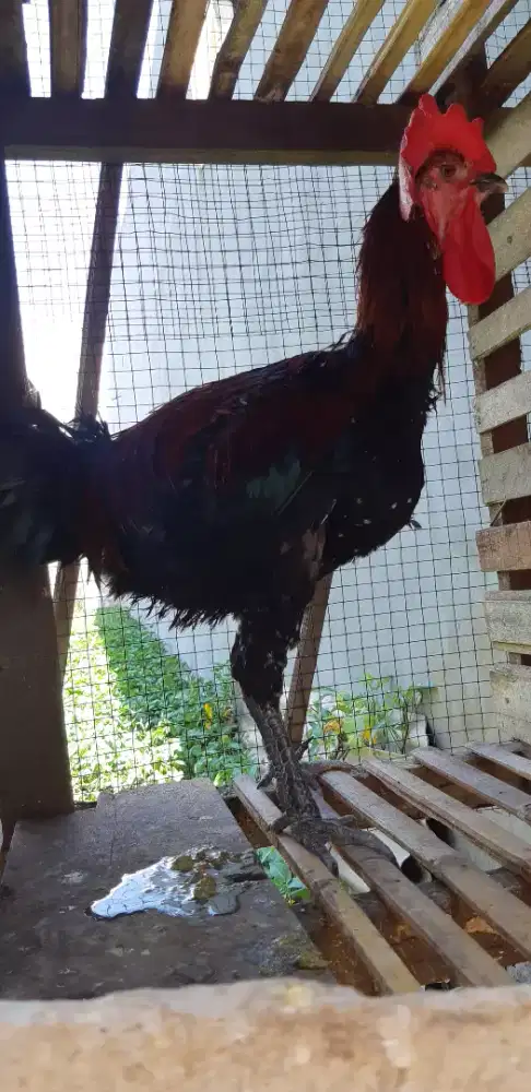 Ayam pelung indukan jago babon