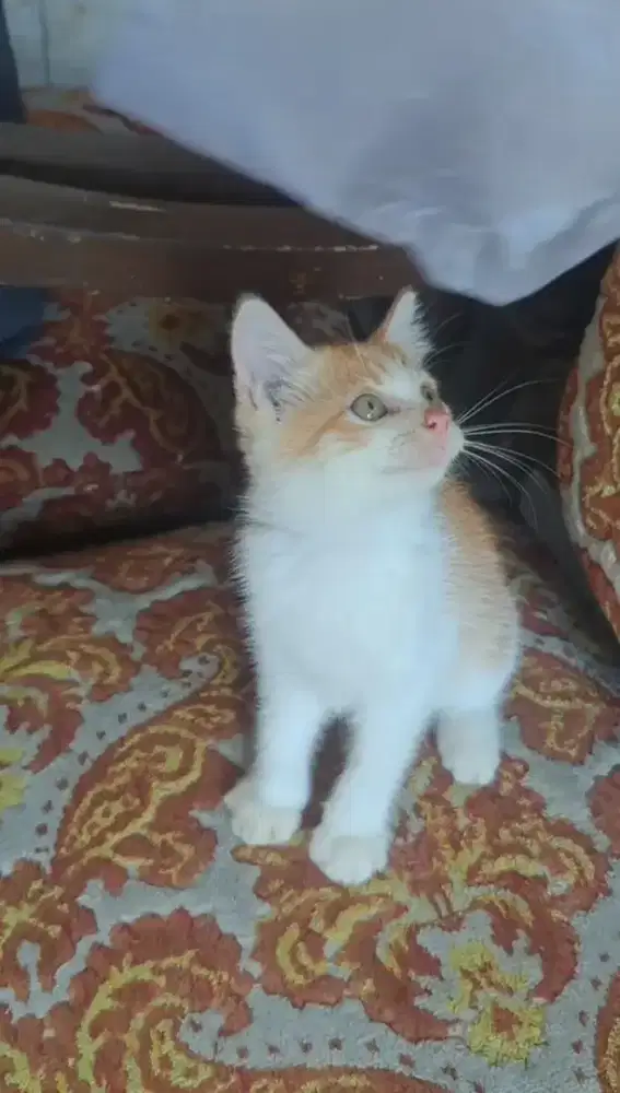 Kitten/Persia/Persia SH/Shorthair/Kitten Persia