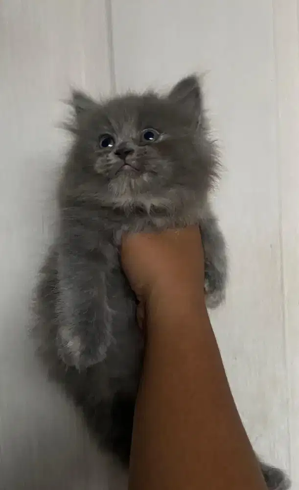 Kucing kitten Blue Female lucu