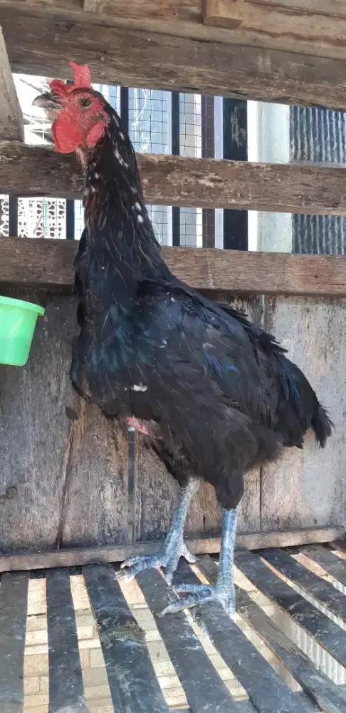 Ayam pelung Betina Babon