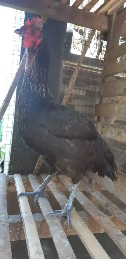 Ayam pelung Betina Babon