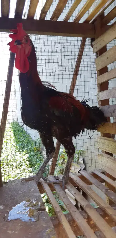 Ayam pelung jantan remaja