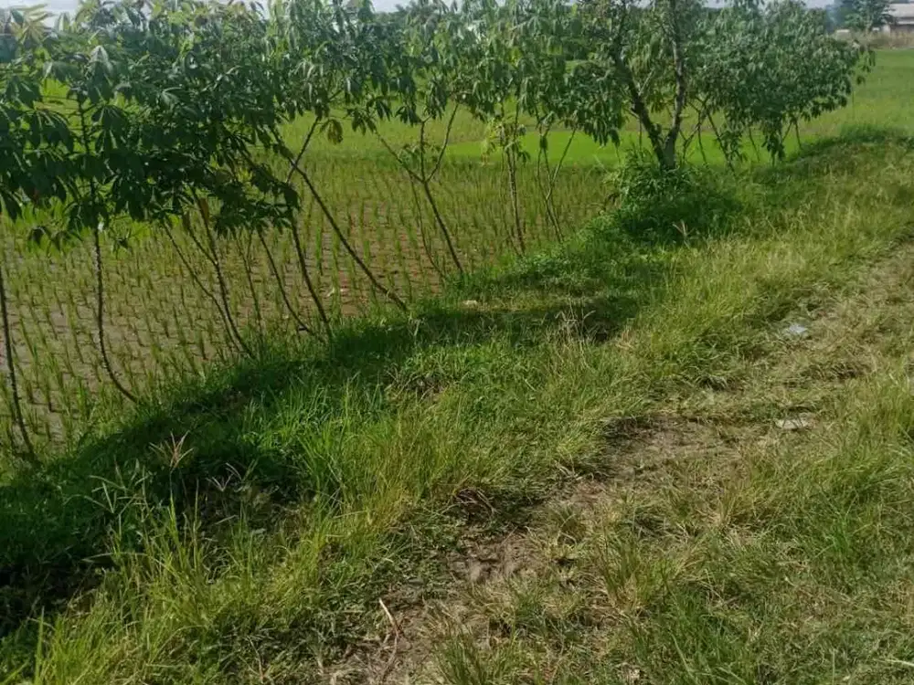 Dijual Tanah Sawah Luas di sebelah Barat RS Auturots. Seyegan