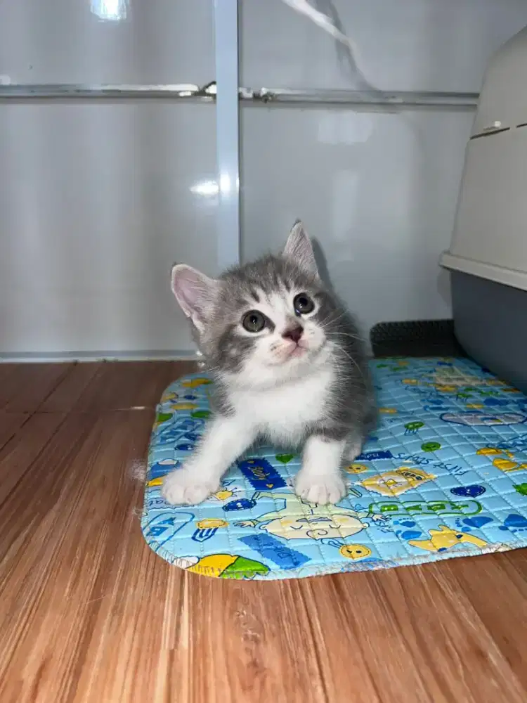 Kucing Scottish, British Shorthair