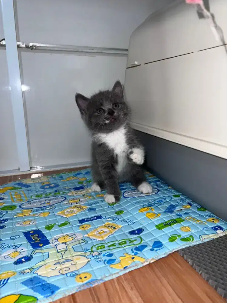 Kucing Scottish, British Shorthair