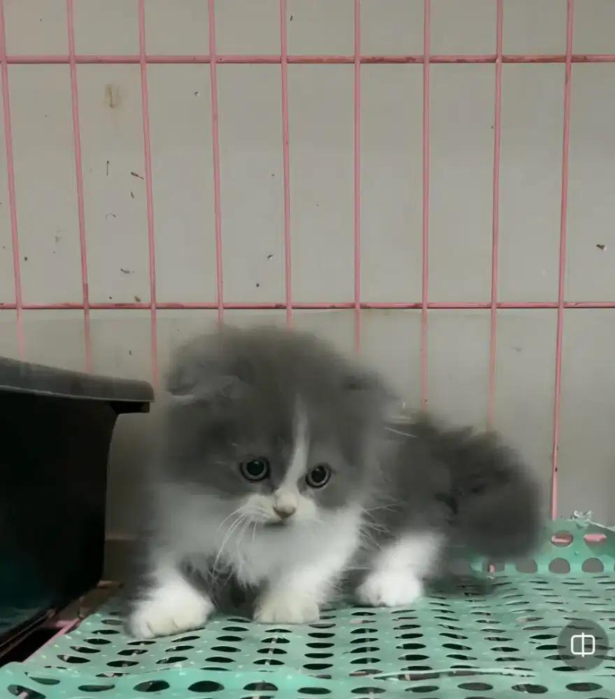 MUNCHKIN GAELIC FOLD BICOLOR