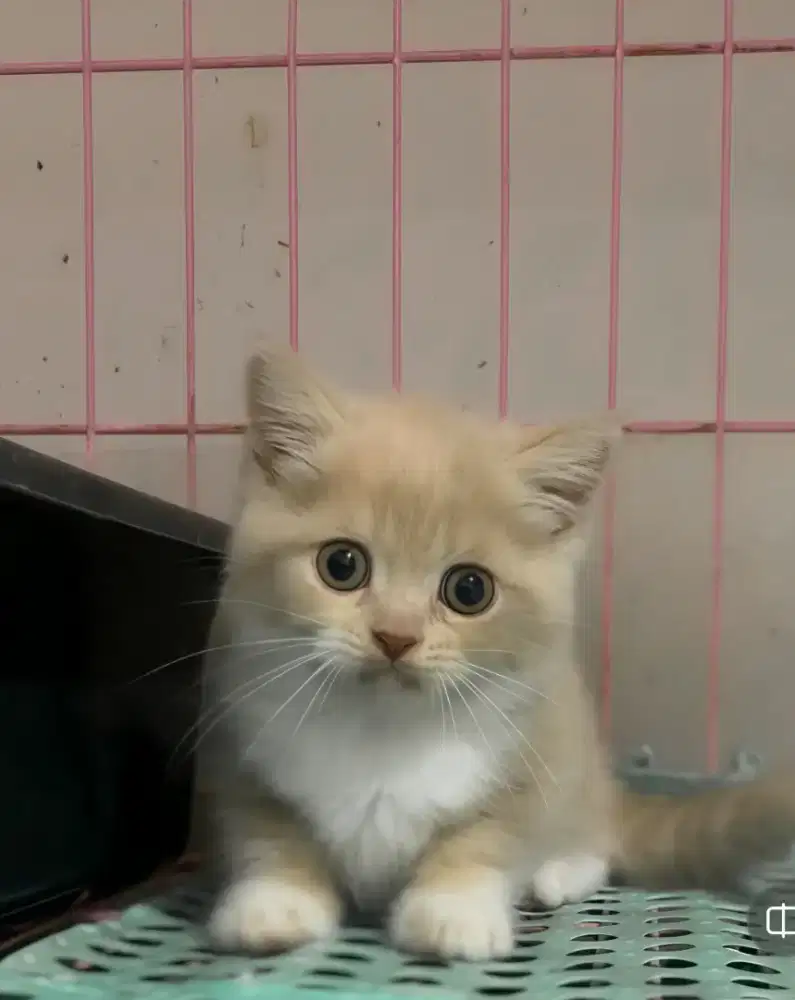 MUNCHKIN NON STANDAR BICO CREAM