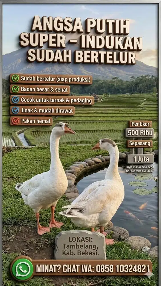 Angsa  china & Angsa Putih super