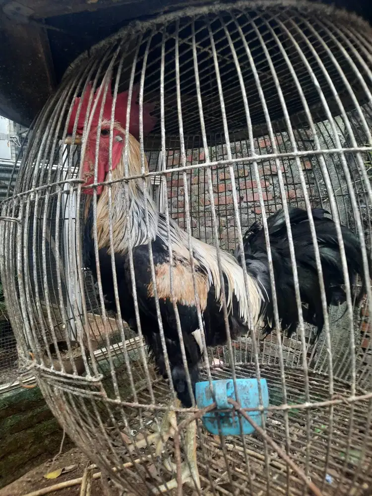 Ayam Pelung Trah Senja Sari Cianjur