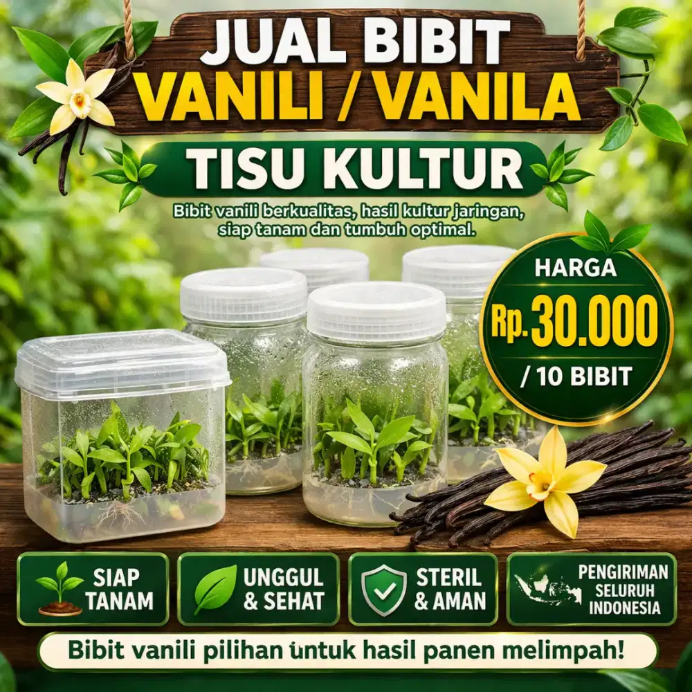 JUAL BIBIT VANILI / VANILA