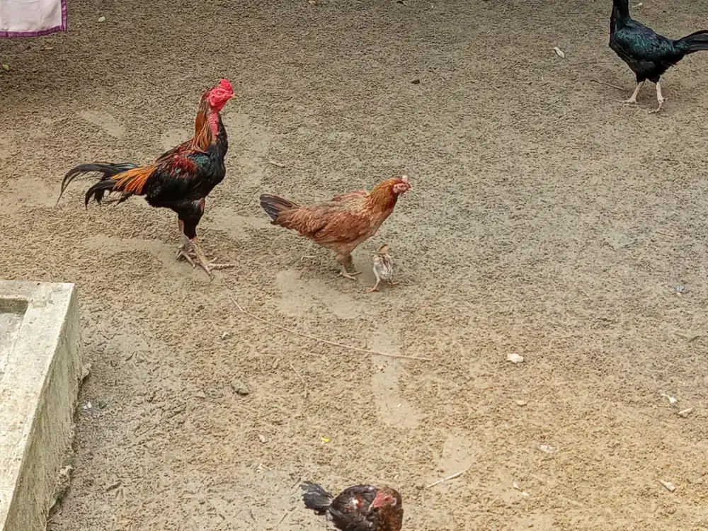 Ayam Kampung Mumer