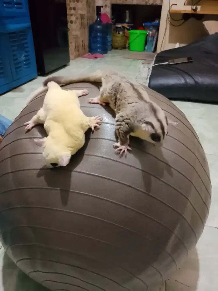 Jual. Sugar Glider