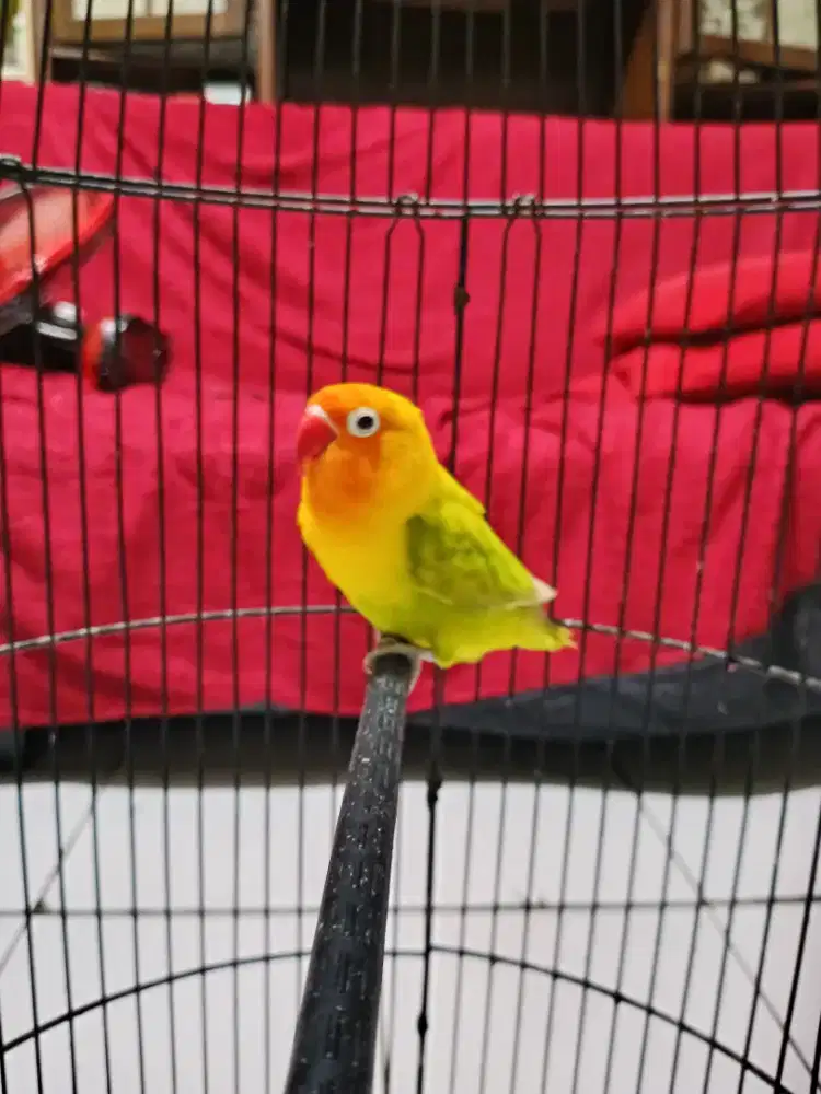 BURUNG LOVEBIRD PASJO BETINA BERISIK