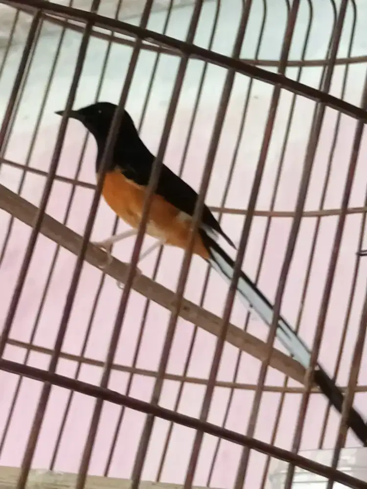 Muray batu muda hutan