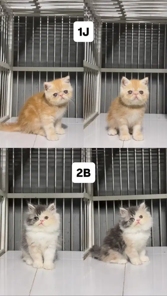 Kucing Kitten Persia Peaknose