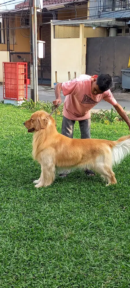 Di cari kennel boy part time