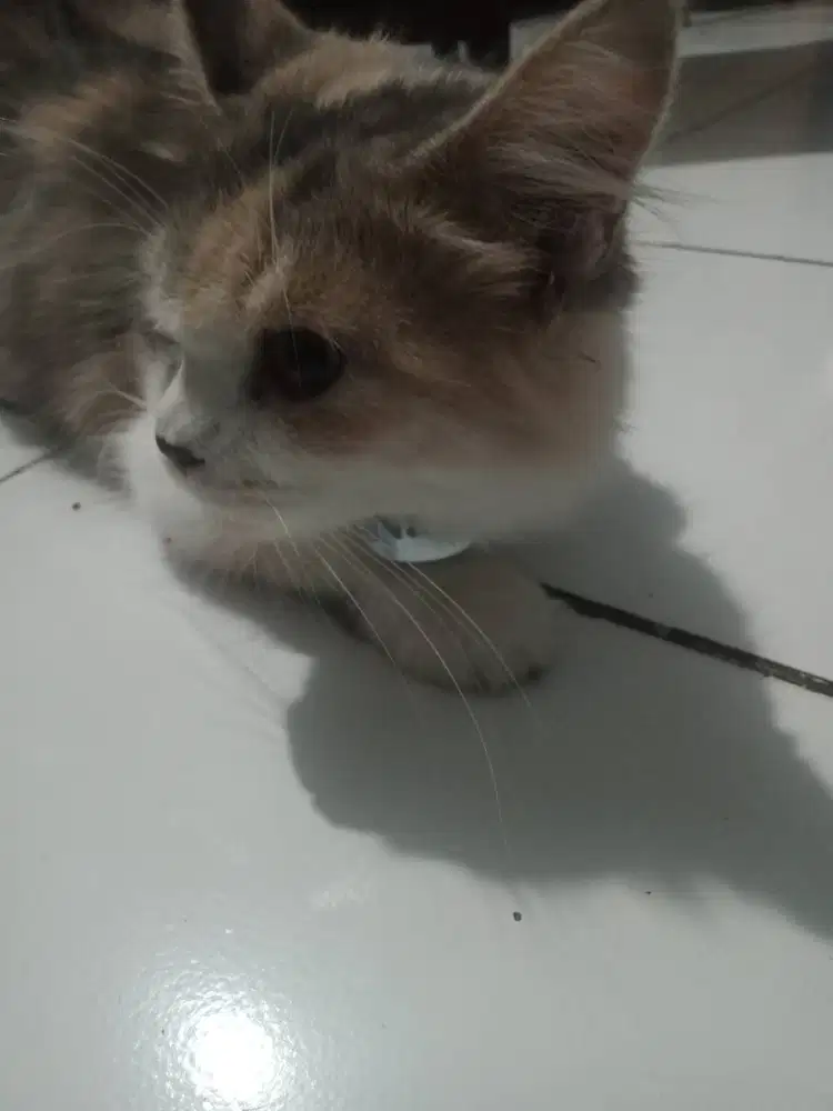 Jual kucing kesayangan