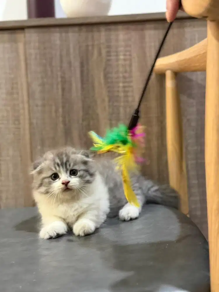Scottish Fold Munchkin