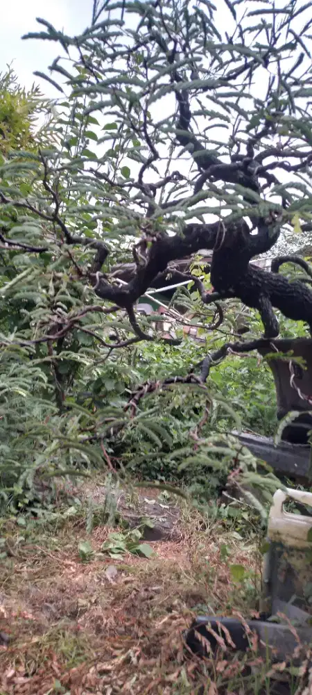 Jual bonsai asam jawa