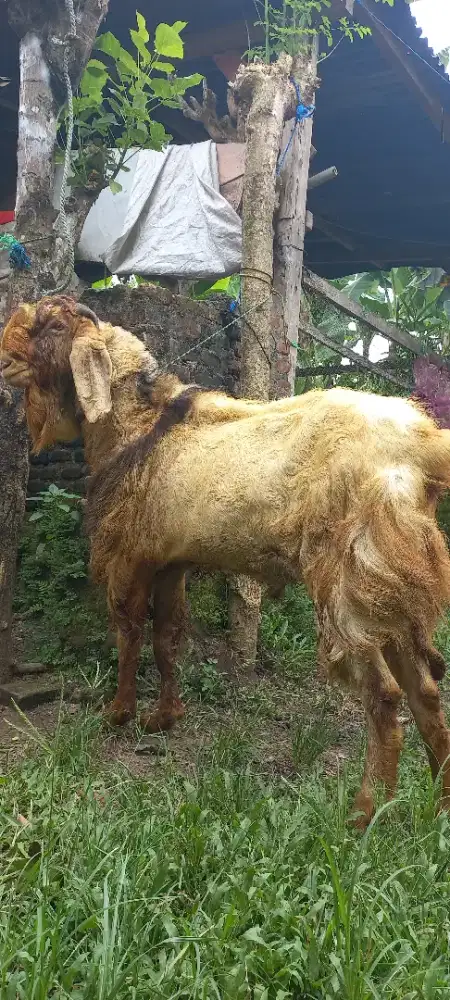 Domba qurban jogja
