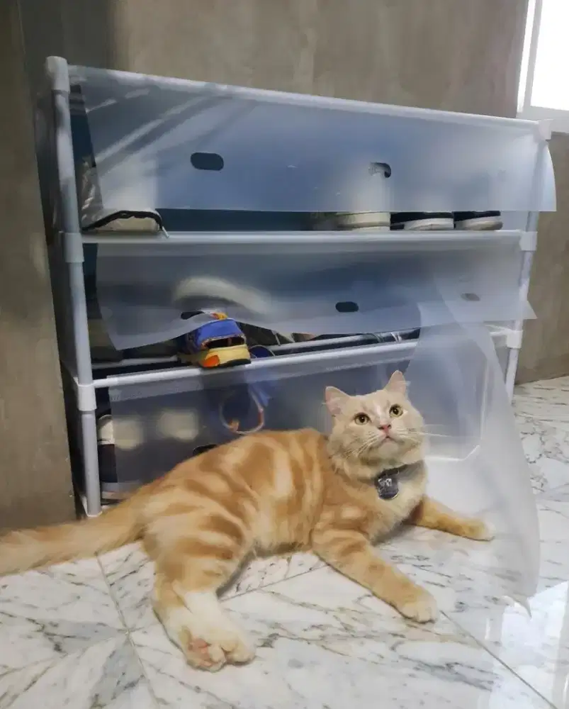 Persia Medium Jantan