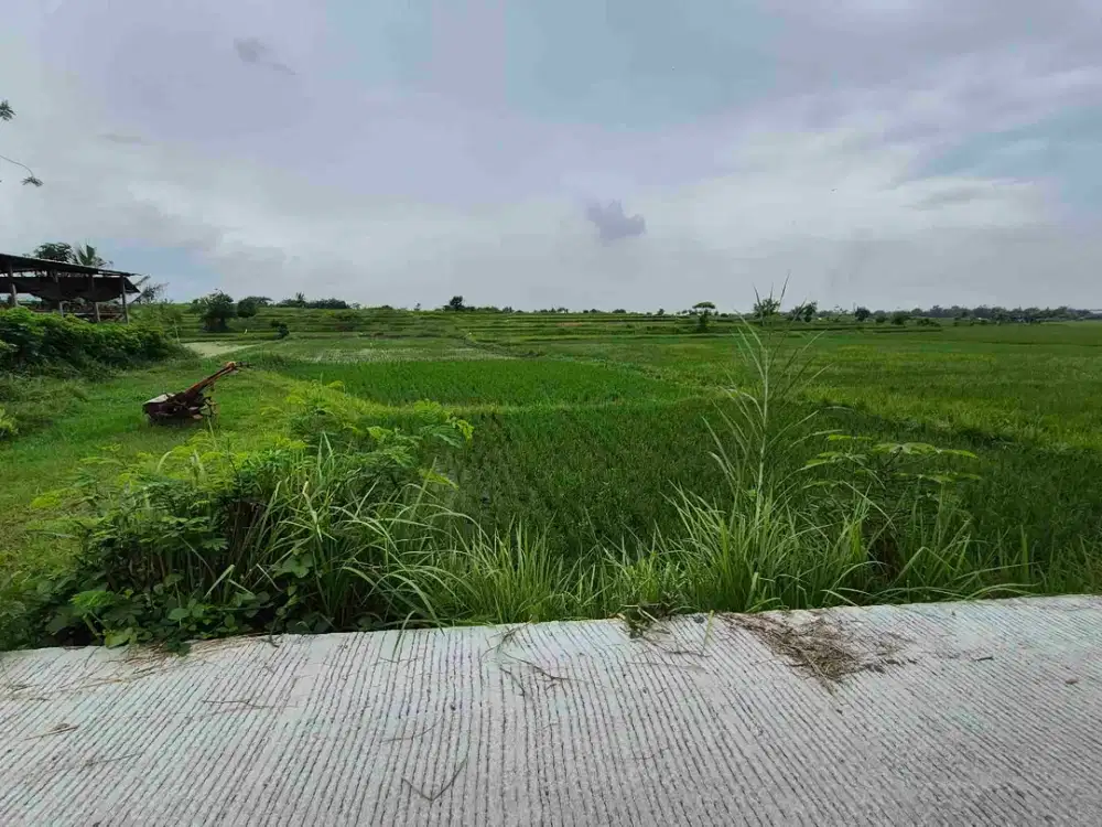 TANAH SAWAH 50 ARE AKOMODASI PETERNAKAN DI PEH KALIAKAH JEMBRANA