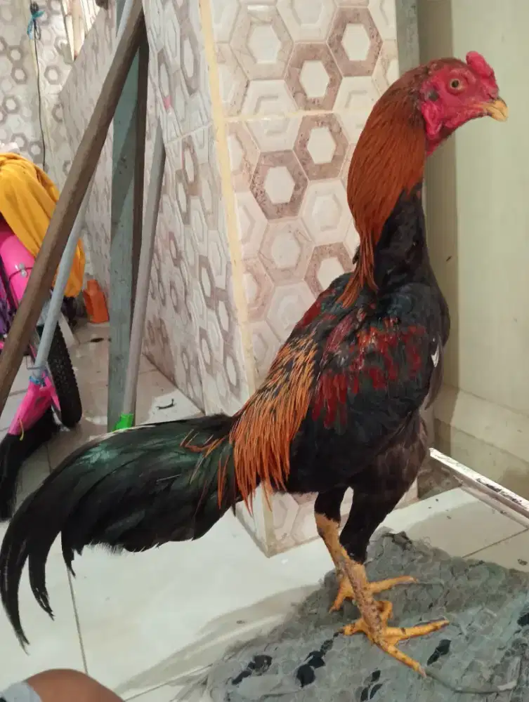 Ayam Bangkok wiring kuning ukuran 5