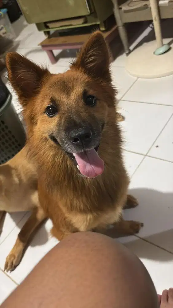 pomerian x jack russel Jantan