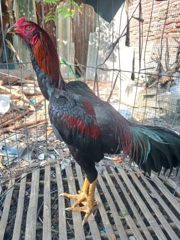 Ayam Bangkok brewok Jalu teplek umur 7 bln