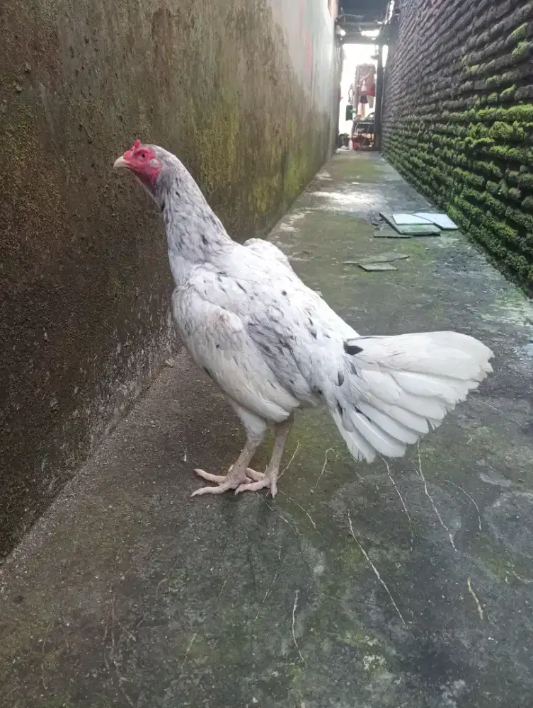 Ayam betina bangkok klasik body bsar