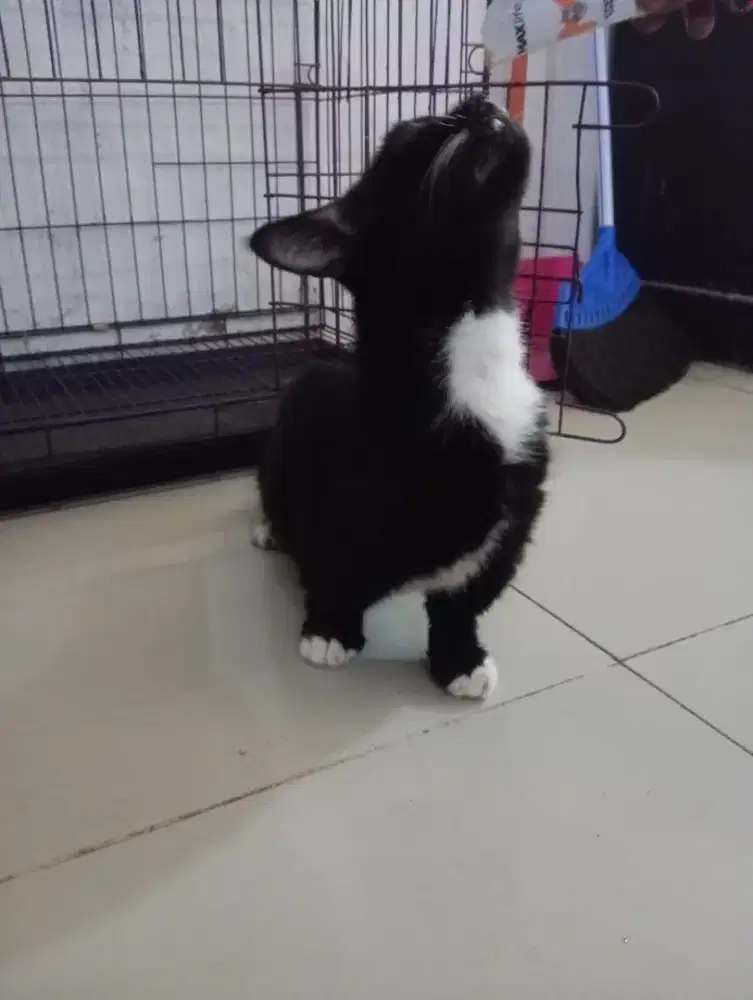 Munchkin jantan top standar