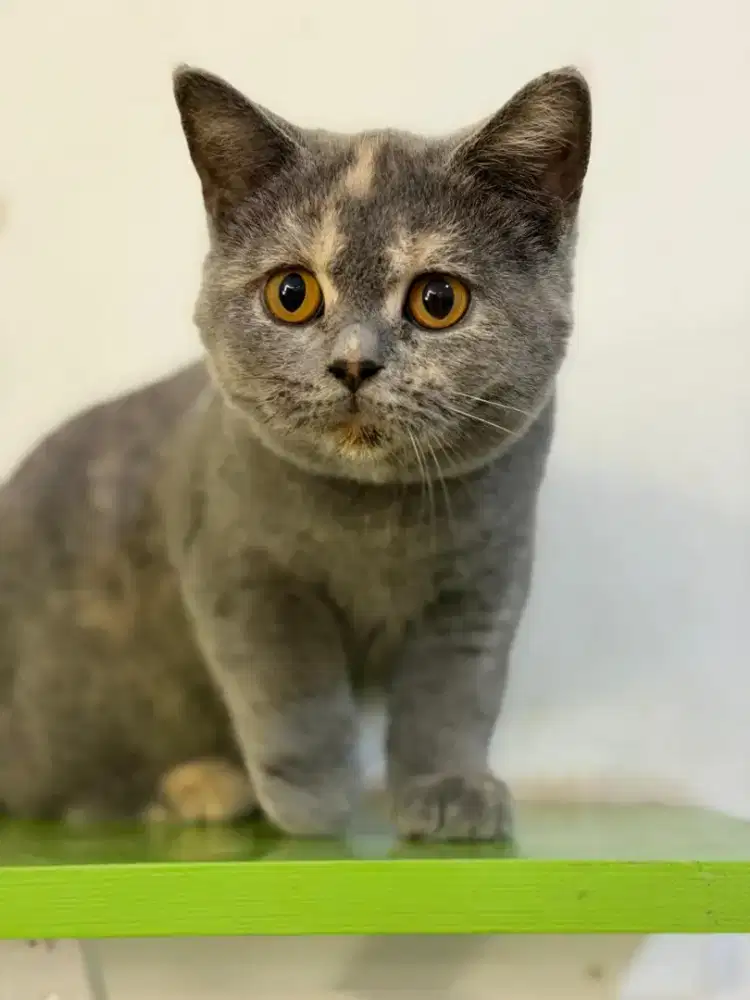 British shorthair tortie PED wcf