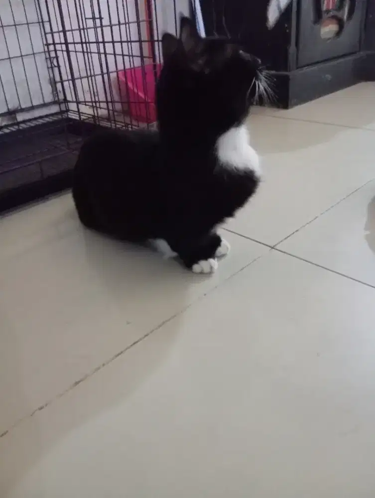 Kucing munchkin top standar jantan