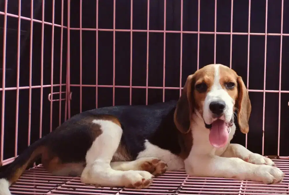 Beagle Jantan Bigbone Calon Pejantan Tangguh