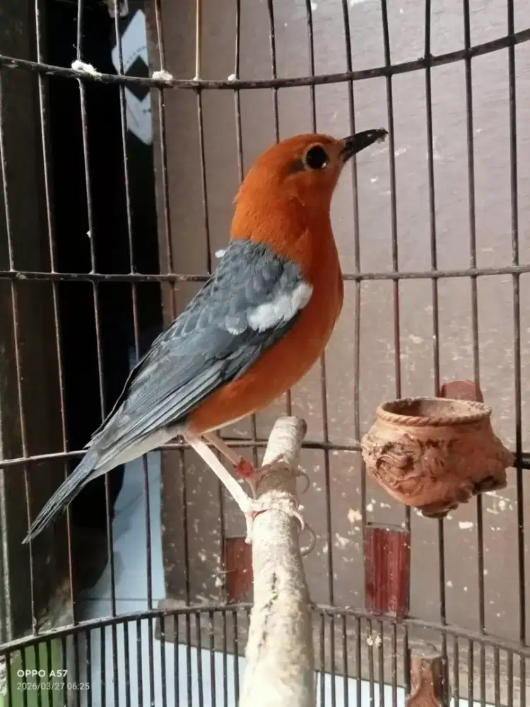 Anis merah jaminan jantan