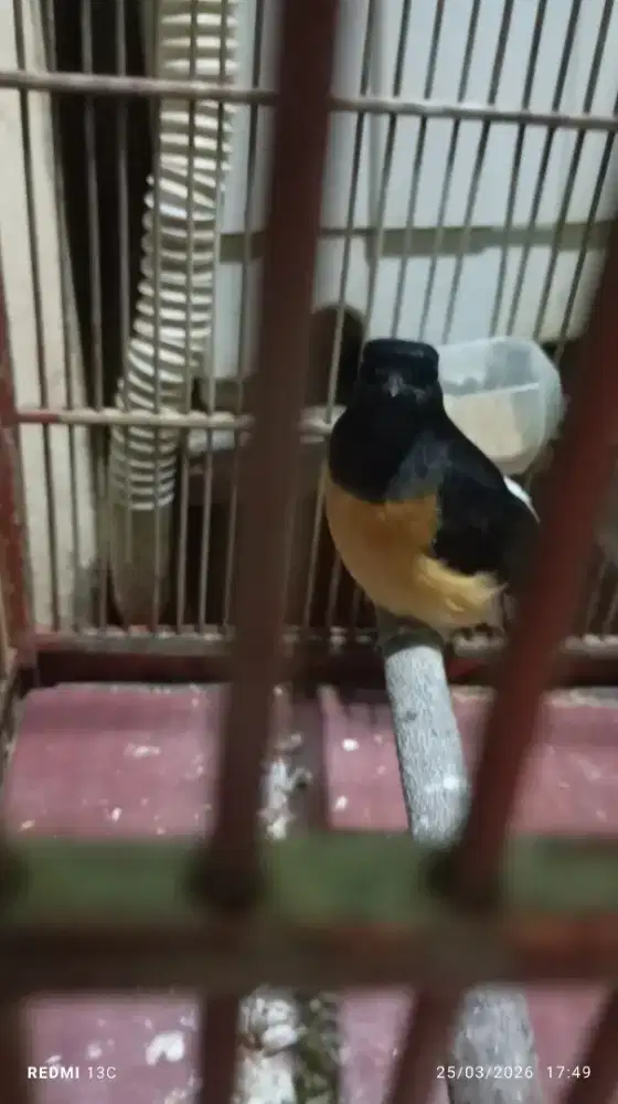 Murai betina dah ngeleper