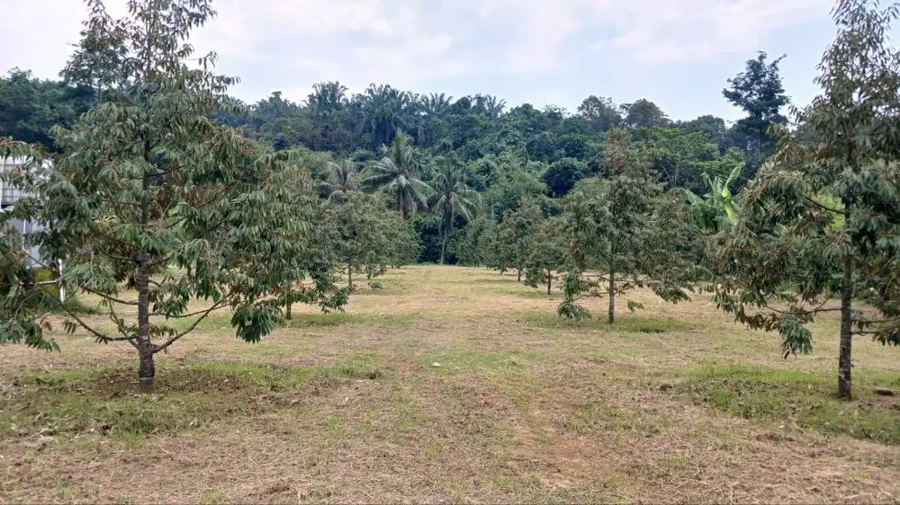 Jual Cepat Tanah Kebun Durian Potensi Besar