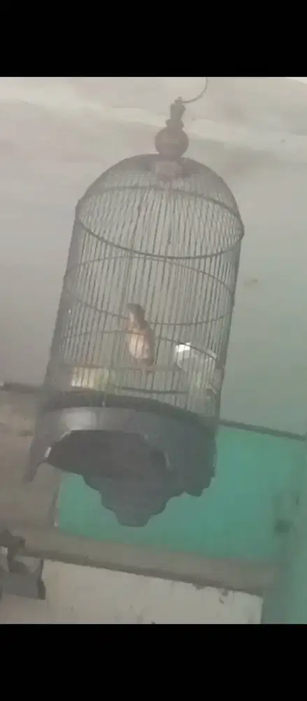 Anis kembang menteng