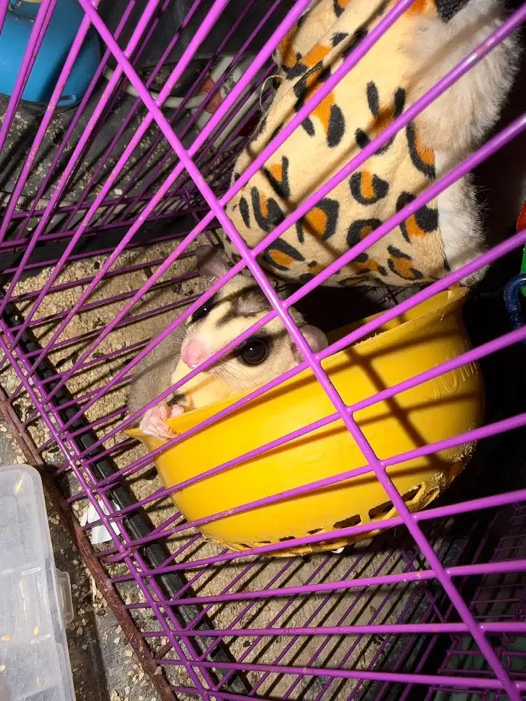 sugar glider white face